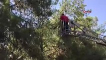 Şanlıurfa Ağaçta Mahsur Kalan Kediyi İtfaiye Kurtardı