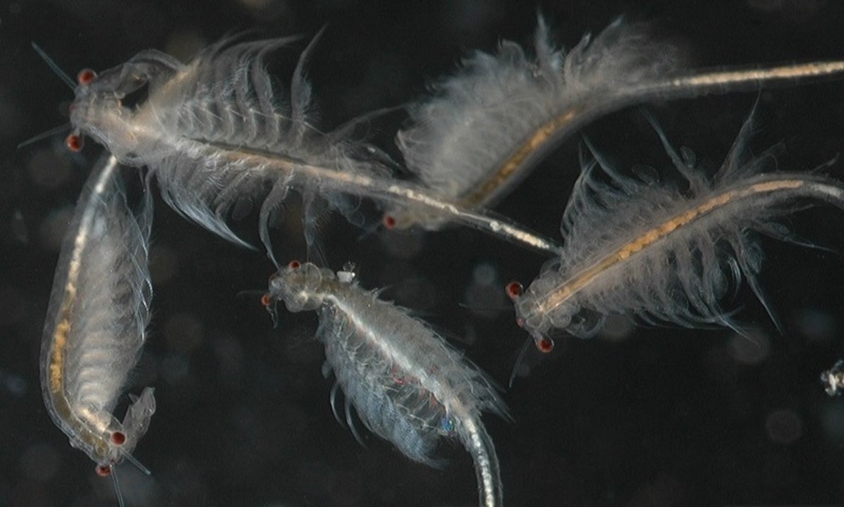 Artemias (Artemia salina)