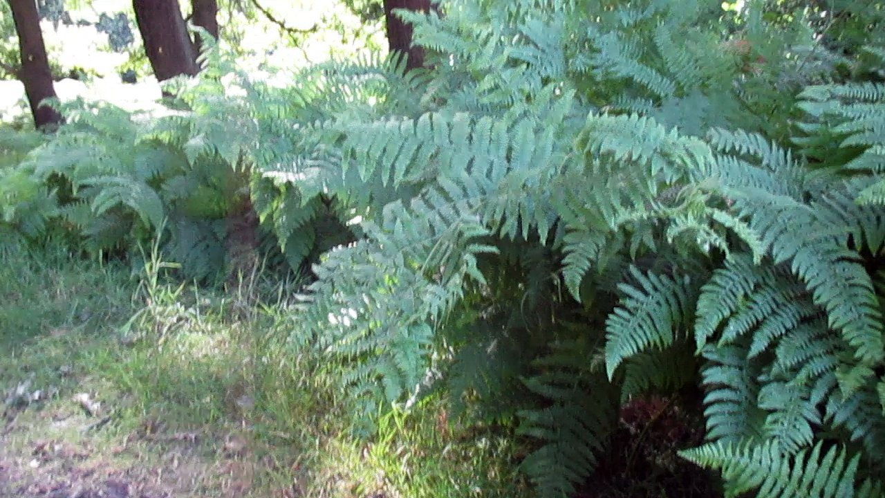 R Park