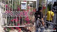 Elle se cache dans un jardin pour y rendre son dernier souffle. Heureusement, des sauveteurs viennent au bon moment pour