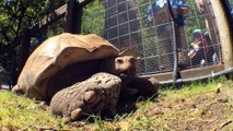 A 90-Year-Old Pet Tortoise Was Reunited With Owner After Ending Up On Garbage Truck