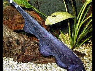 ghost fish aquarium the best fish from amazon