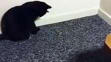 Missy's Motenvangst