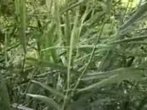 La Balade à Jugon Les Lacs sur Armor TV