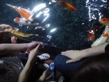 Nourissage des poissons aquarium de paris 14/08/2016