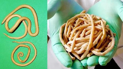 Top 10 Most Deadly Creatures Known To Man