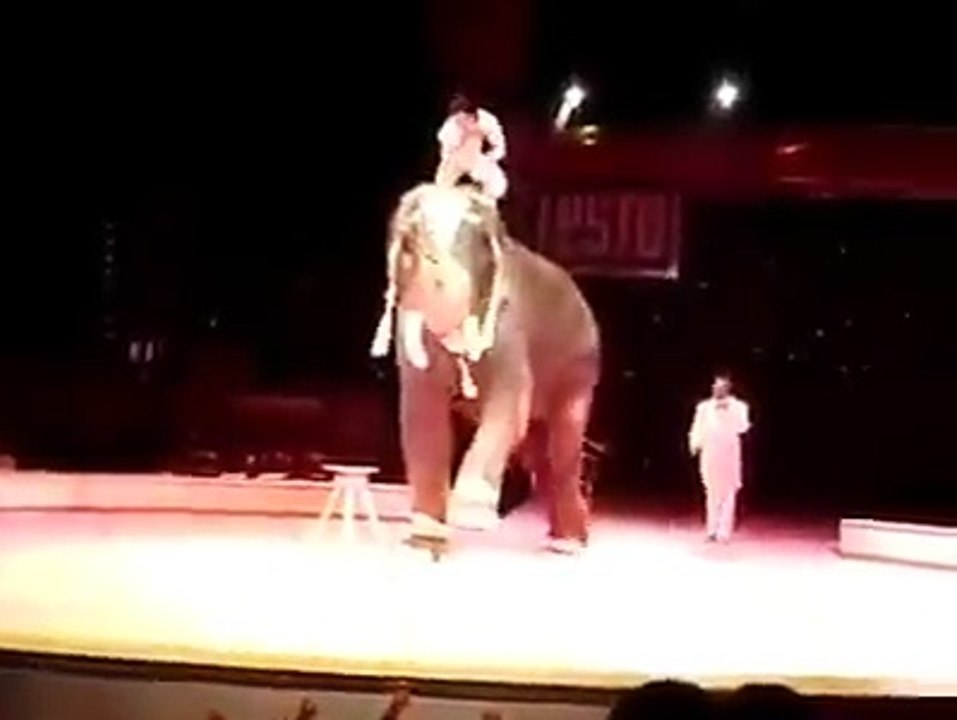Circus Amazing vedio