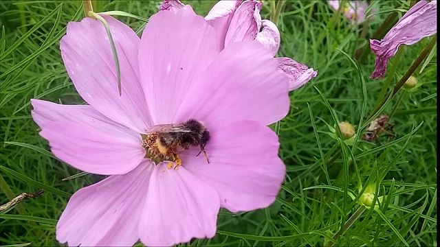 захмелевшая от нектара пчела