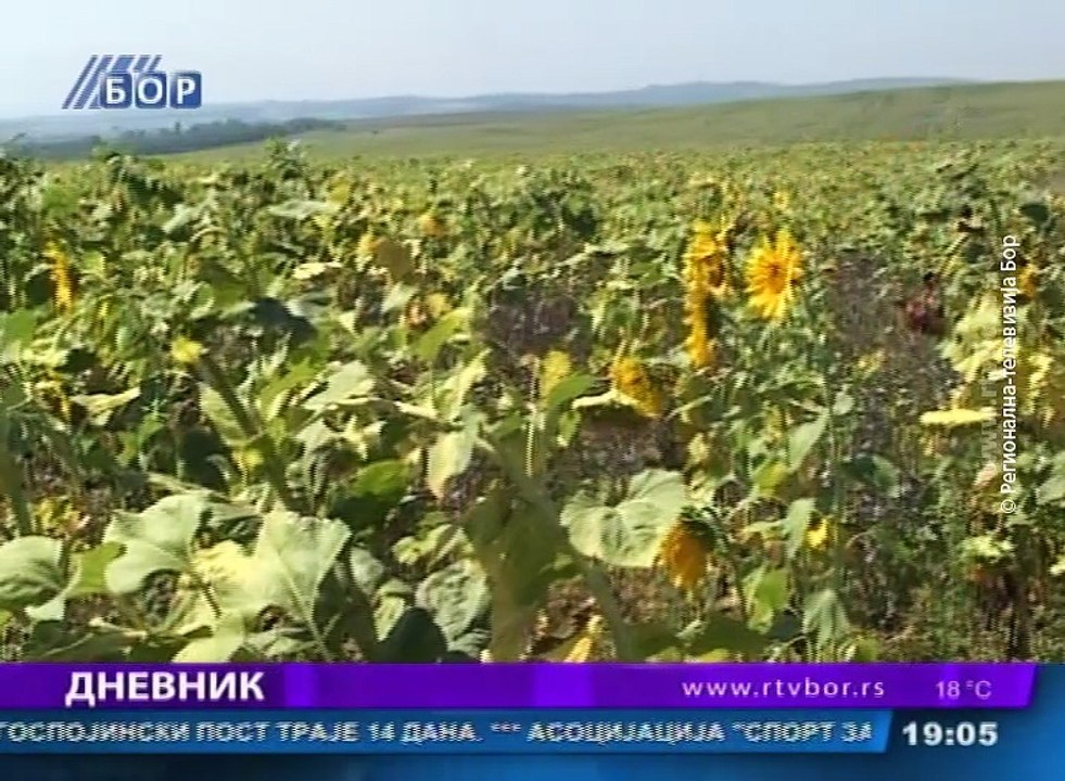 Dnevnik, 14. avgust 2016. (RTV Bor)