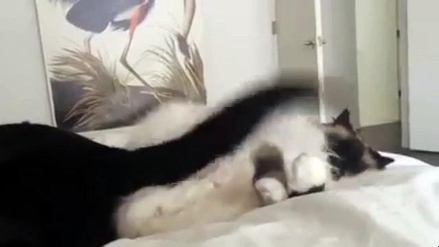 Поймал хвост. Смешные приколы собаки кошки