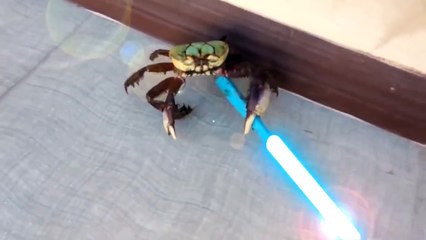 Краб-джедай. Смешные приколы крабы