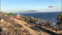 Balıkesir - Marmara Adası'nda Çıkan Yangında 20 Zeytin Ağacı Yandı