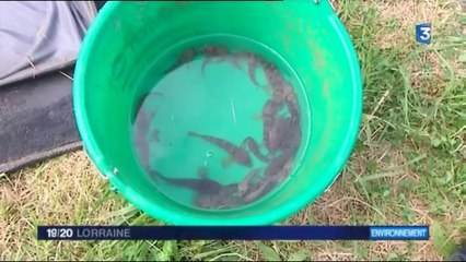 Moselle les gobies, hôtes indésirables des cours d'eau - Fra