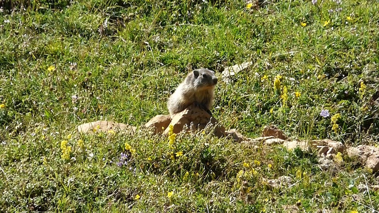 Les Marmottes sur les crêtes de Camurac (Aude)
