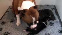 16ème vidéo Maman et ses petits chiots de la 25ème portée de STAFFORDLAND