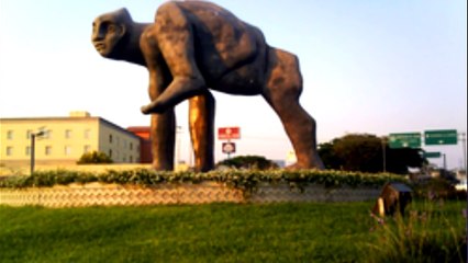 Franco Escamilla.- Medios en Colima No disparen al gorila y Quejas