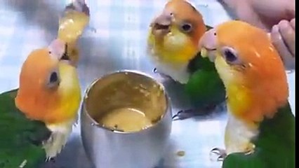 Cutest birds dinner