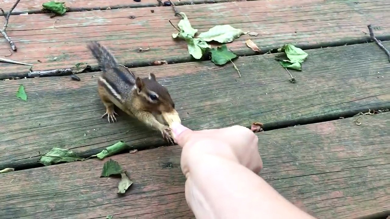 Most friendly squirrel