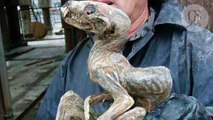 Une étrange créature momifiée découverte dans une mine de diamants en Sibérie