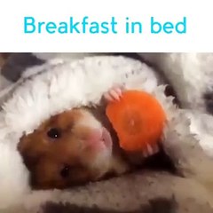 Cutest Breakfast ever
