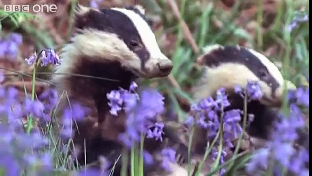 Funny Talking Animals - Walk On The Wild Side - Episode Three Preview