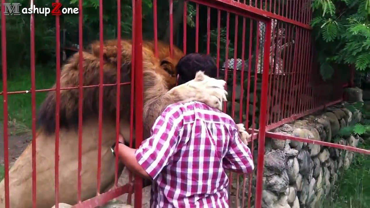 Funny Videos Of Funny Animals NEW