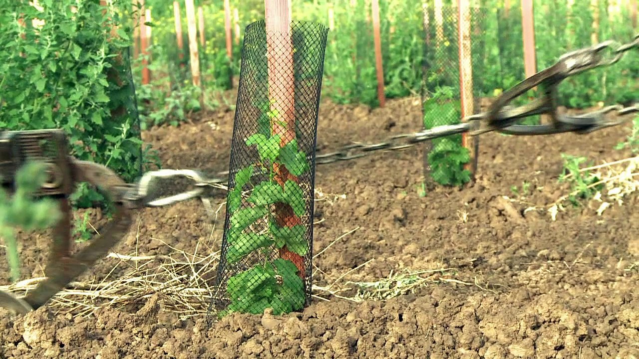 Back to the Roots: Winzer zu Pferd