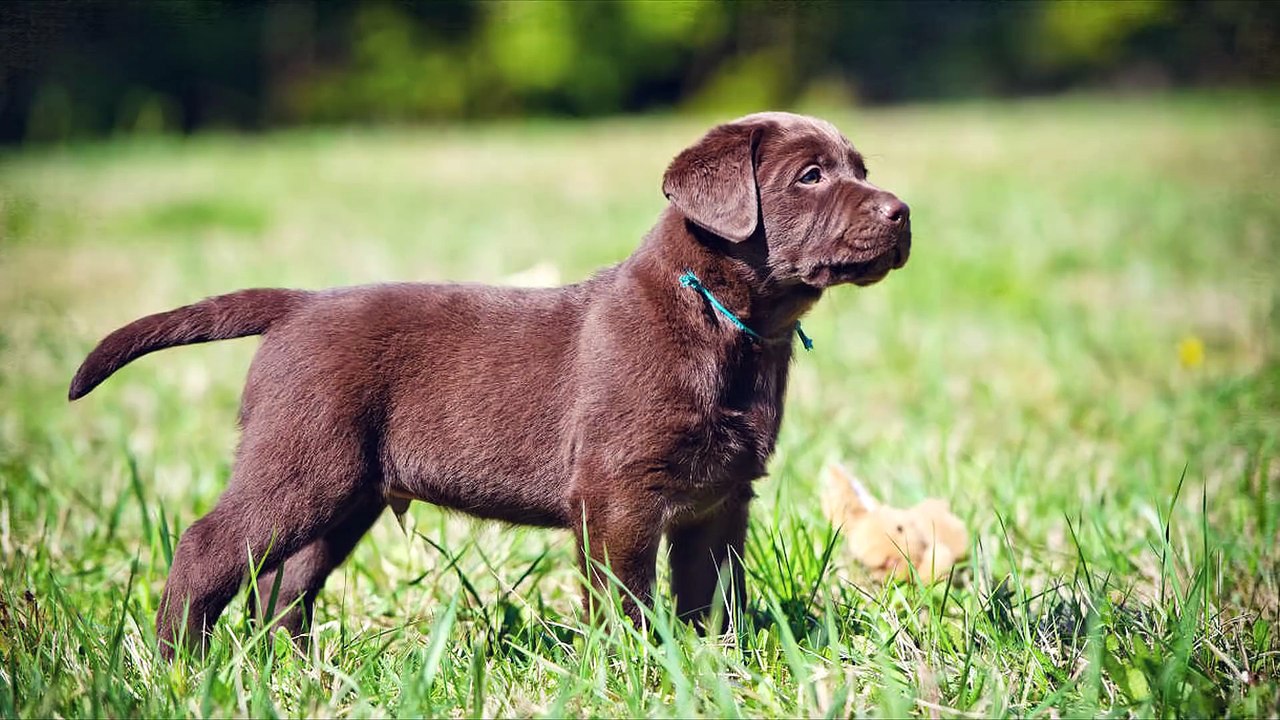 5 ANIMALS WHO SAVED PEOPLE FROM DEATH !