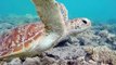 Majestic Sea Turtle Cruises Through Coral at Great Barrier Reef