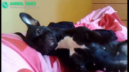 50 Funniest Bulldog Videos Compilation   Animal Vines !