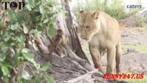 Amazing Lioness Saves Baby Animals !