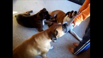 Animals Playing Dead Supercute !