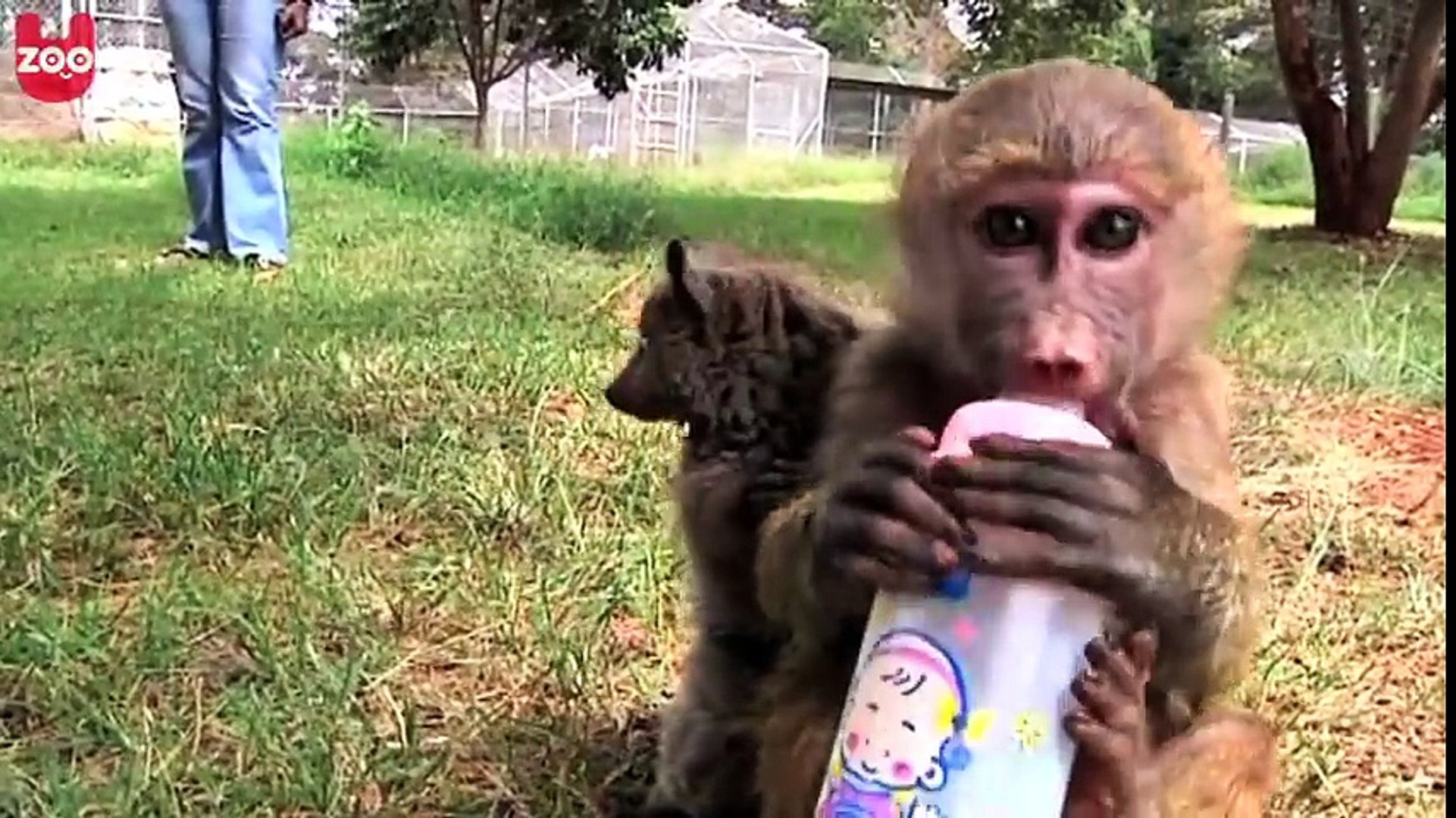 Animals That Adopt Other Animals !