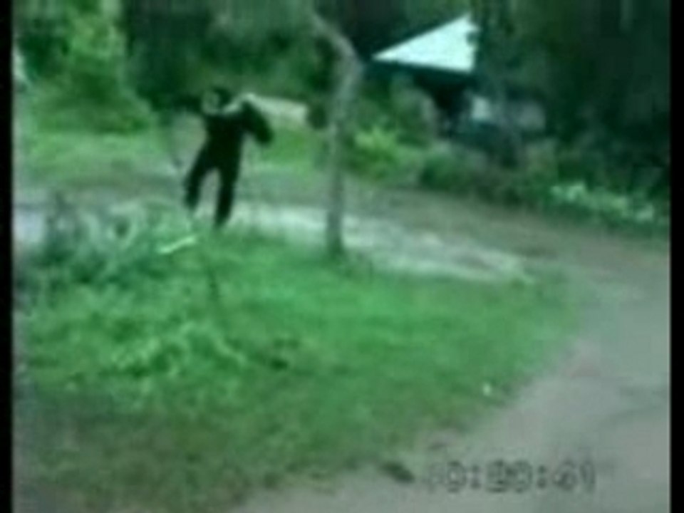 Singe (1)