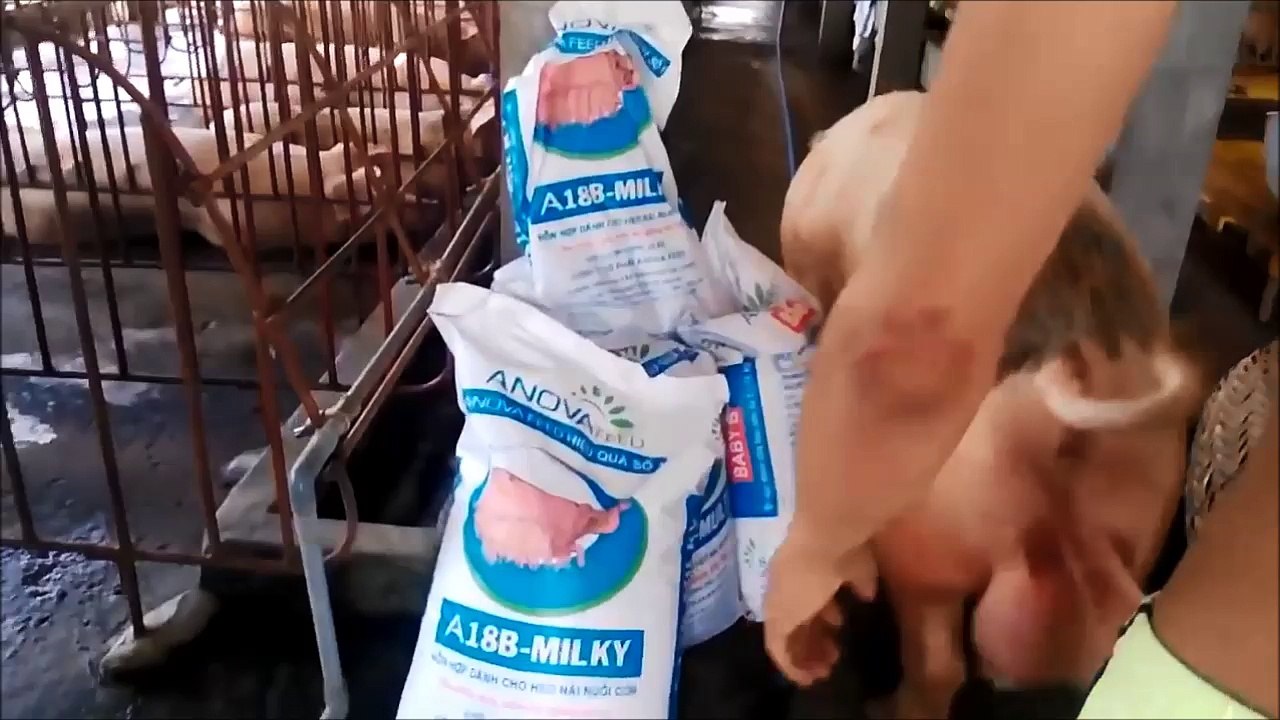 animal world reproductive mating season of the pig