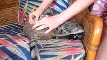 lait de chat