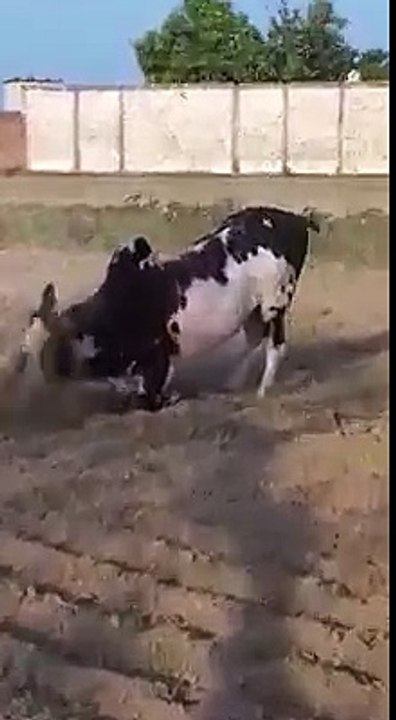 funny clips-funny pranks-funny fails-funny videos-Best Fails-top funny-funny videos 2016-Funny