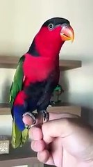 funny clips-funny pranks-funny fails-funny videos-Best Fails-top funny-funny videos 2016-Funny