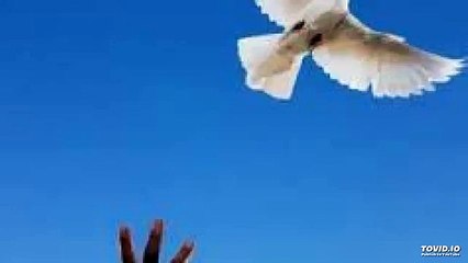 Ehsan Sehgal Prose Poem-Fly Away