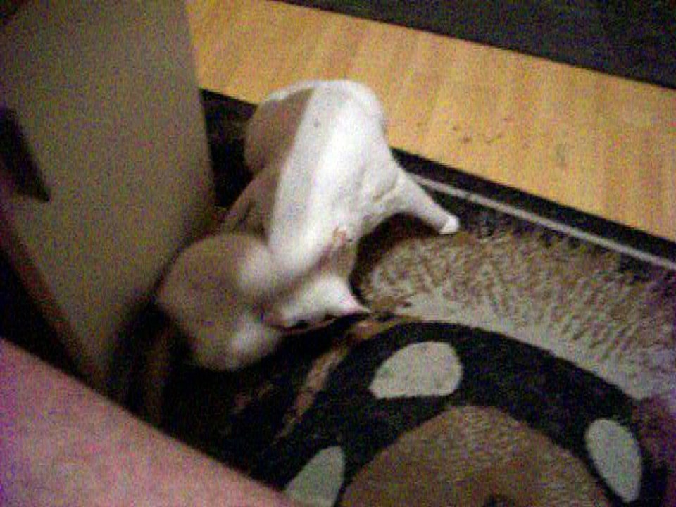 Harvey und Vinzent am 14.08.2016