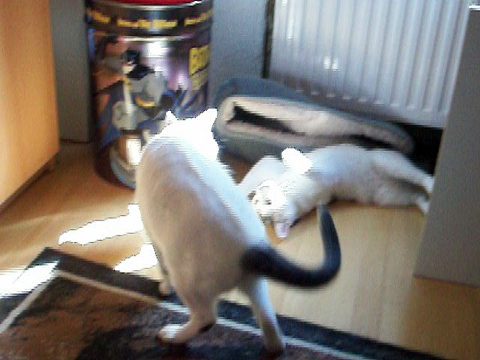 Harvey und Vinzent am 15.08.2016