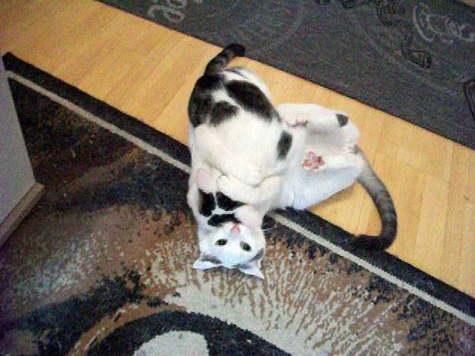 Harvey und Vinzent am 15.08.2016