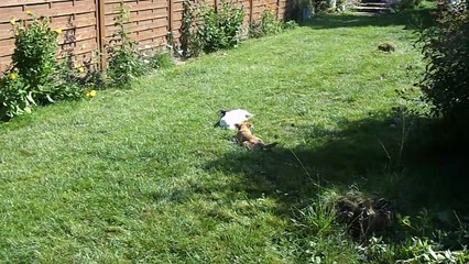 MAGICAL GIRL DES PETITES NOUCHES s'entraine au ferme avec mon jack