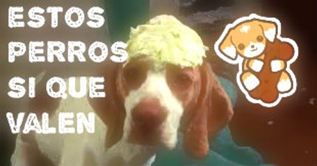PARA MEARSE DE RISA -estos perros si que valen