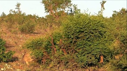 Rhino vs Lion Fight - Most Amazing Wild Animal Attacks HD