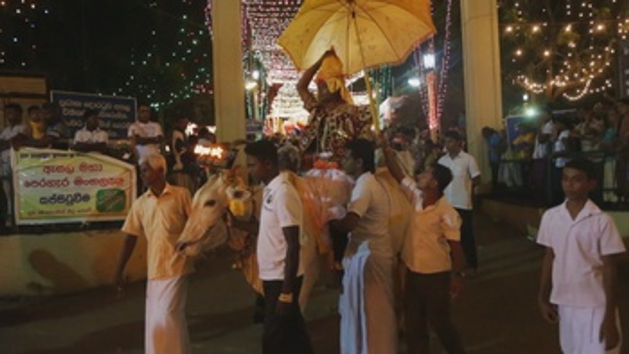 Los animales, los grandes protagonistas de la procesión del ganado en Sri Lanka