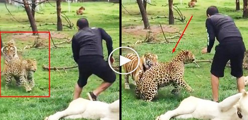 Kahraman kaplan bakıcısını vahşi leopardan böyle kurtardı #aslan #kaplan