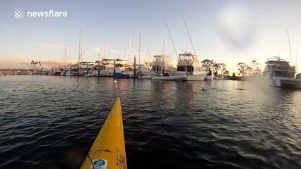 Sea lion actually throws stingray at kayaker