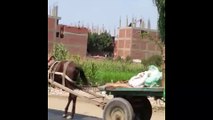 بالفيديو.. الزحف العمرانى يمتد على جانبى طريق مصر إسكندرية الزراعى بالقليوبية