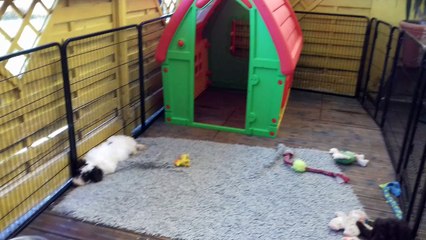 chiots Perro de Agua